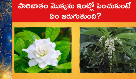 Parijatham Plant Importance