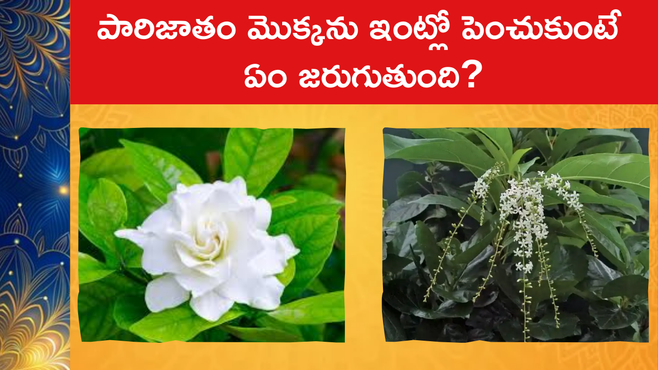 Parijatham Plant Importance