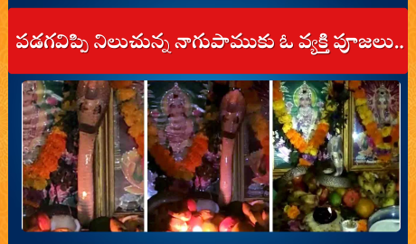పడగవిప్పి నిలుచున్న నాగుపాముకు ఓ వ్యక్తి పూజలు..
