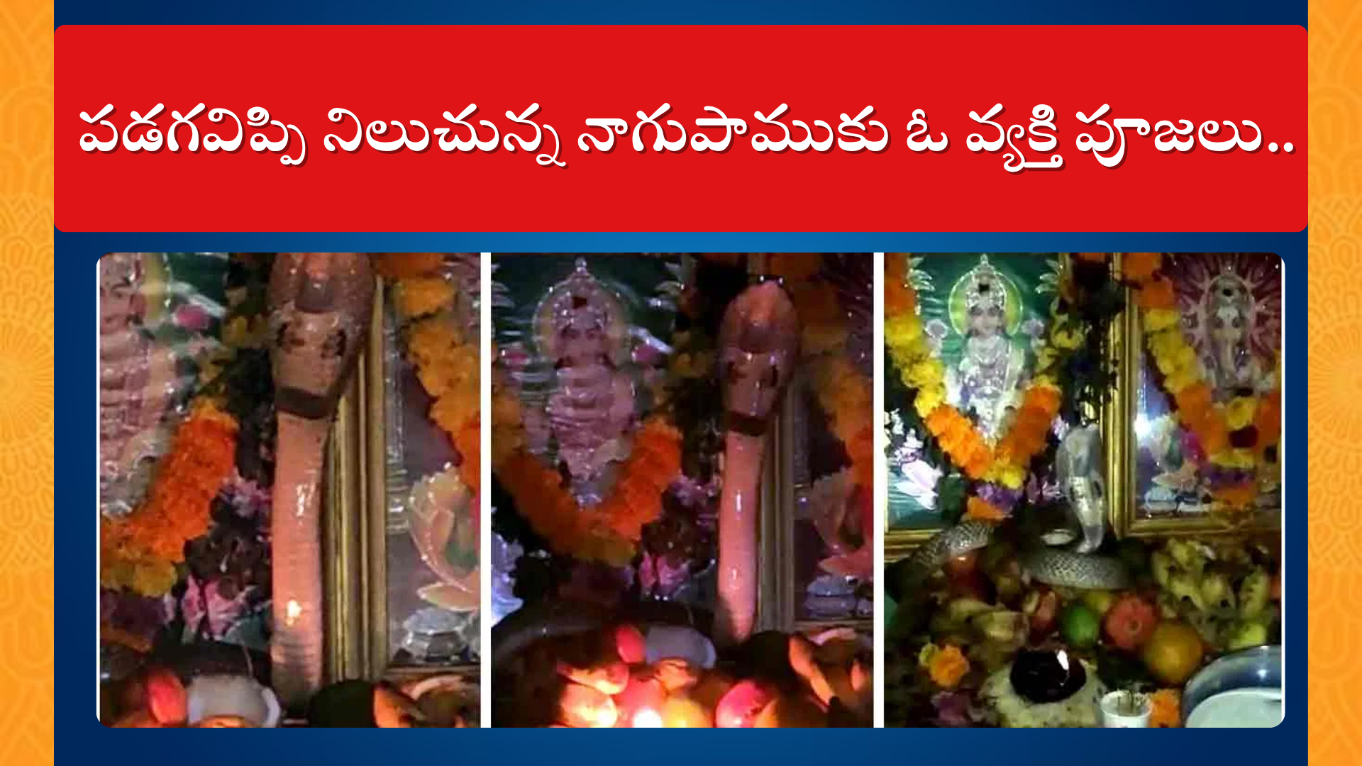  పడగవిప్పి నిలుచున్న నాగుపాముకు ఓ వ్యక్తి పూజలు..