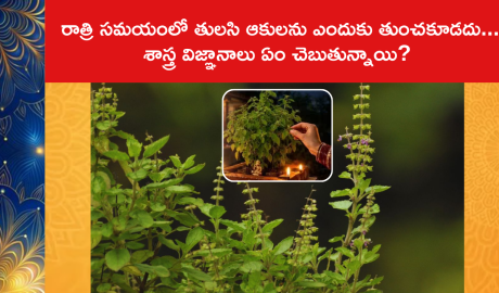 Why Shouldn't You Pluck Tulsi Leaves At Night