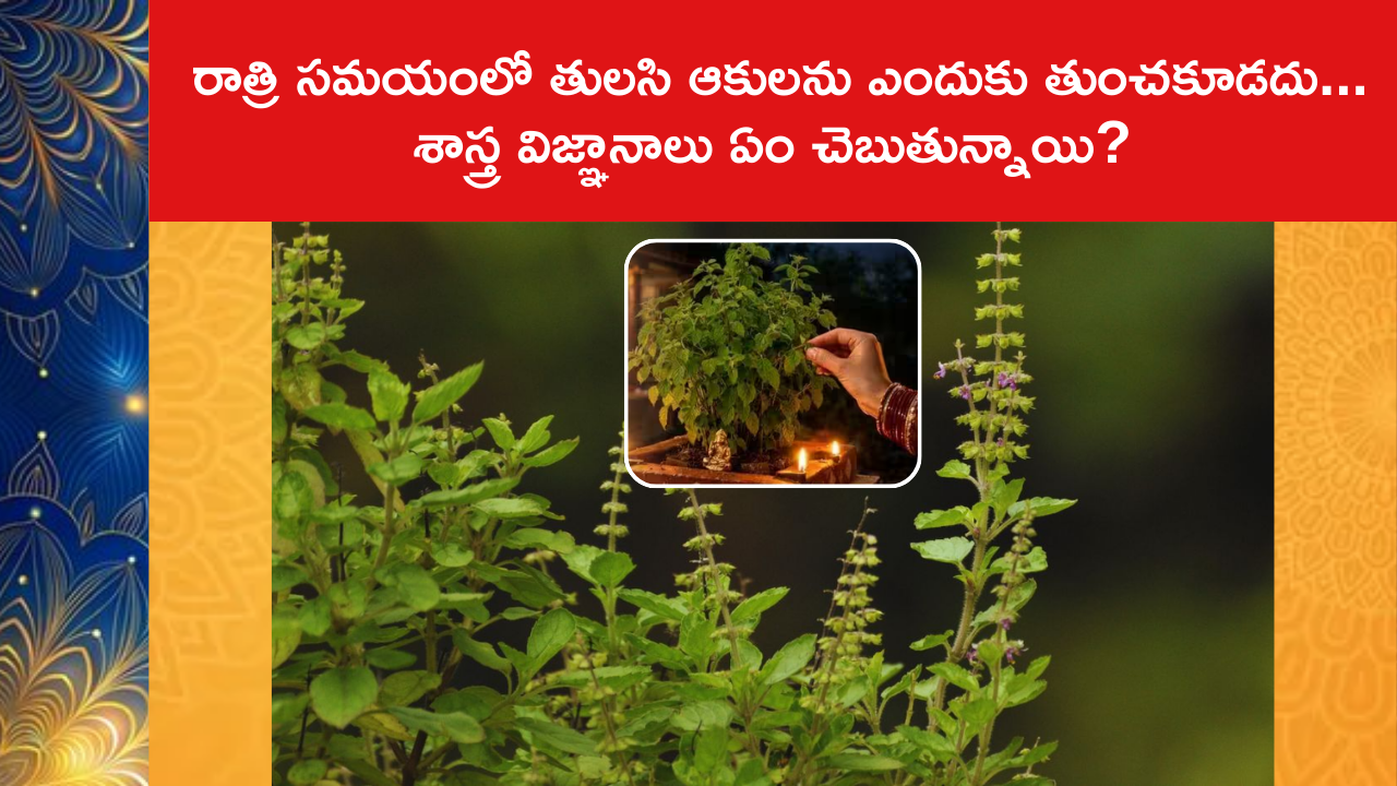 Why Shouldn't You Pluck Tulsi Leaves At Night
