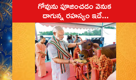 Why the Cow is Worshipped in India