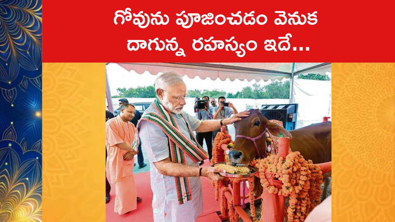 Why the Cow is Worshipped in India