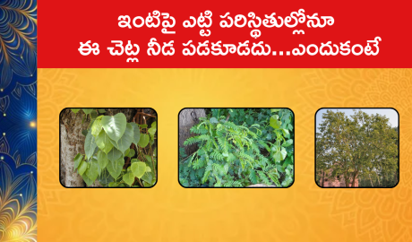 Avoid These Bad Luck Plants in Your Home