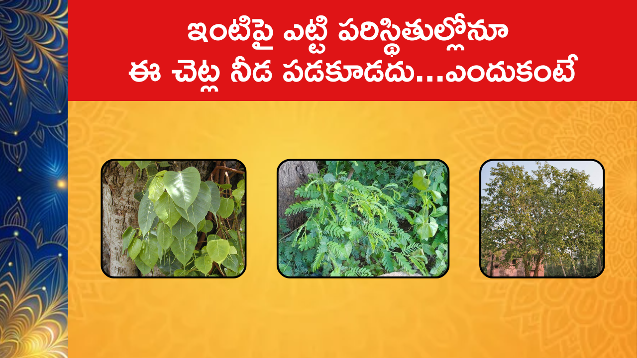 Avoid These Bad Luck Plants in Your Home 