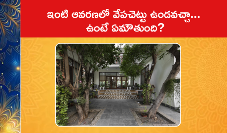 Where To Plant Neem Tree