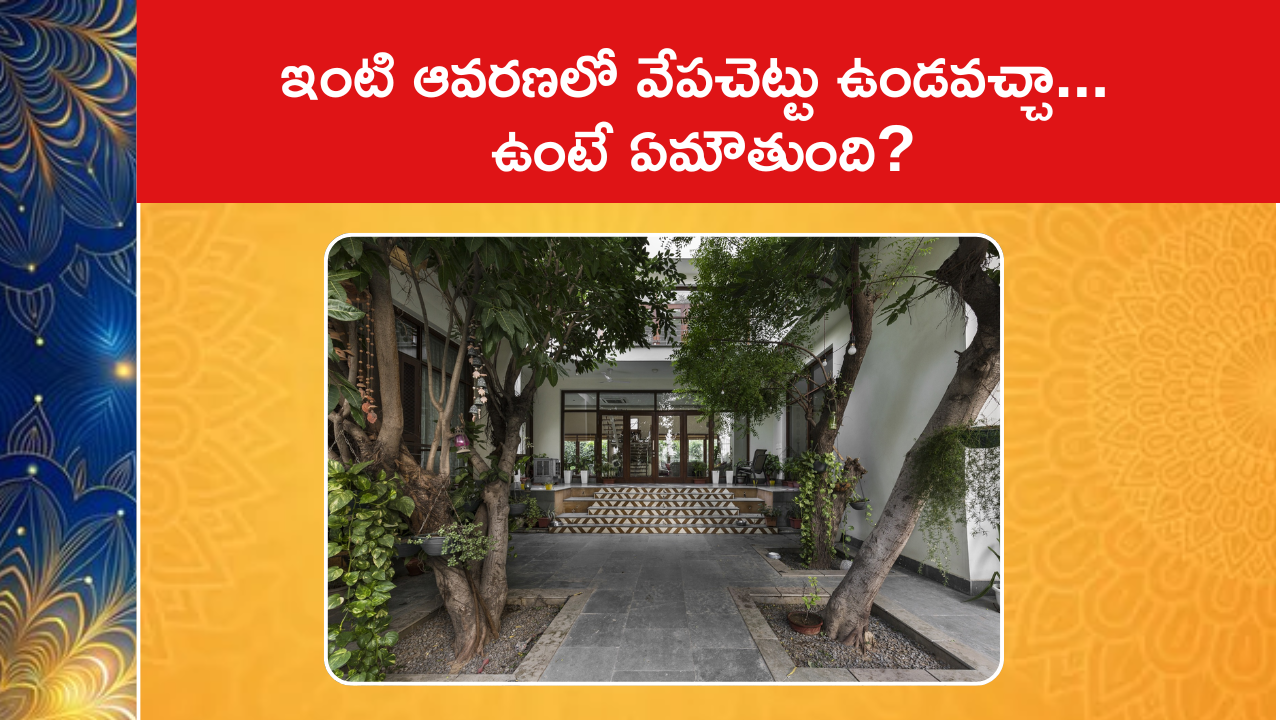 Where To Plant Neem Tree 