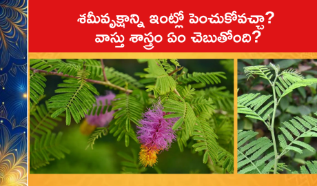 శమీవృక్షాన్ని ఇంట్లో పెంచుకోవచ్చా? వాస్తు శాస్త్రం ఏం చెబుతోంది?